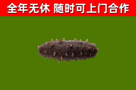 贵德县回收海参干